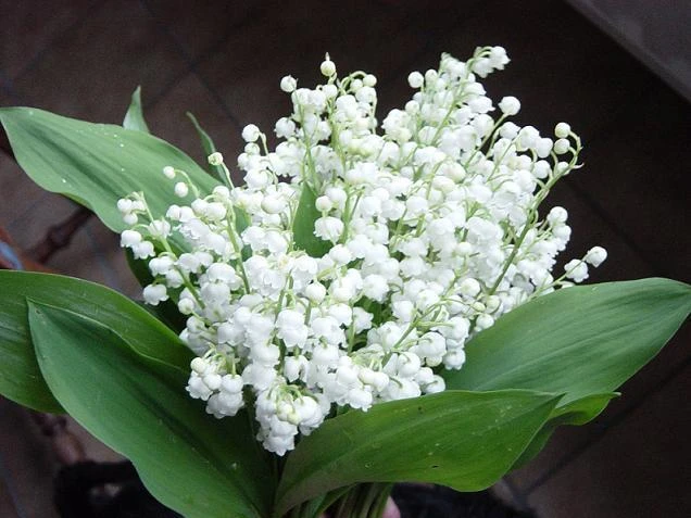 5 loại hoa phú quý viên mãn nên tặng ngày 20/10