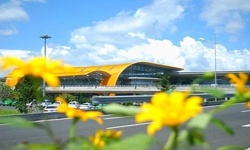 Ngất ngây ngắm sân bay Đà Lạt ngập tràn hoa dã quỳ