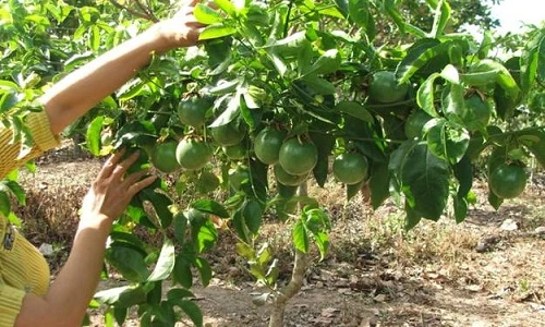 Cận cảnh loại chanh dây lái thương Trung Quốc đang mua ồ ạt