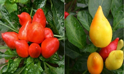 Bà nội trợ mê mệt ớt đào tiên vừa ăn vừa trang trí