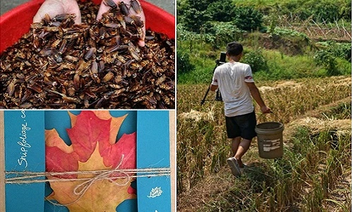 Giới trẻ kiếm bộn tiền nhờ nuôi gián, bán lá vàng rơi...