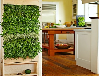 Thiết bị giúp tự trồng rau mà không cần chăm sóc
