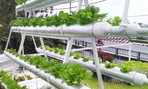 Mãn nhãn muôn kiểu trồng rau sạch trên sân thượng