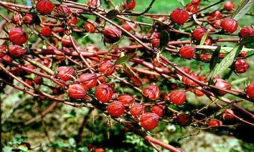 Bất ngờ vườn hoa Atiso đỏ rực ở Hà Nội 