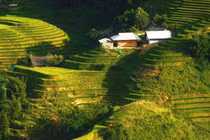 Bản Ý Linh Hồ vào mùa lúa ngả vàng, đẹp mê hoặc lôi cuốn du khách