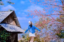 Ngắm hoa mai anh đào nở sớm trên cao nguyên Mộc Châu