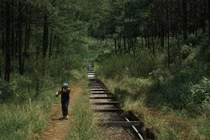 Rừng thông Hồ Tuyền Lâm chốn yên bình giữa phố núi mộng mơ Đà Lạt