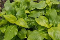 Từ rau dại ít ai ăn, xá xị 'lên đời' thành đặc sản, nông dân thu tiền triệu