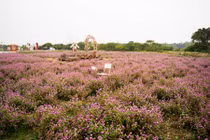 Vườn hoa bách nhật ở Hà Nội rực sắc đẹp tựa trời Âu, hút khách tới checkin