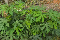 Gallery - Loại rau từng bị chê nay có giá 90.000 đồng/kg, vẫn được săn lùng | Báo Tri thức và Cuộc sống - TIN TỨC PHỔ BIẾN KIẾN THỨC 24H