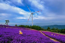 'Săn' mùa tím Gamaksan góc sống ảo đẹp như cổ tích giữa thu Hàn