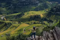 Thưởng ngoạn mùa vàng rực rỡ trên 'sống lưng khủng long' Púng Luông