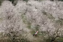 Hoa mận trái mùa khoe sắc trắng trên cao nguyên Mộc Châu, hút khách cuối năm