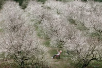 Hoa mận trái mùa khoe sắc trắng trên cao nguyên Mộc Châu, hút khách cuối năm