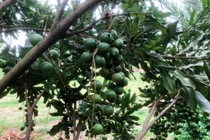 Loại hạt được ví như ‘hoàng hậu’ quả khô giá cao ngất vẫn hút khách toàn cầu