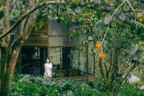 "Săn" mùa hồng chín Đà Lạt, ngắm vườn đỏ rực và tận hưởng cao nguyên