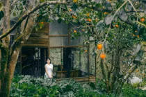 "Săn" mùa hồng chín Đà Lạt, ngắm vườn đỏ rực và tận hưởng cao nguyên