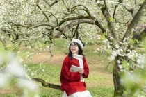 Mộc Châu lần 3 được World Travel Awards gọi tên, thu hút du khách quốc tế