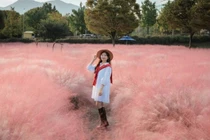 Tháng 10, rủ nhau vi vu Hàn Quốc ngắm thảm cỏ hồng Misa Gyeongjeong