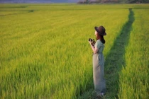 Những điểm săn lúa vàng mê hoặc ở Tây Nguyên hút hồn du khách 