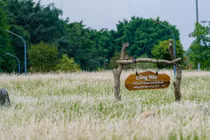 Cánh đồng cỏ lau ở Ecopark chốn hẹn hò, chụp ảnh lý tưởng cho du khách Hà Nội