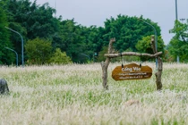Cánh đồng cỏ lau ở Ecopark chốn hẹn hò, chụp ảnh lý tưởng cho du khách Hà Nội