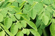 Loại rau bình dân được ví như ‘tổ yến thực vật’, giàu canxi gấp 4 lần sữa