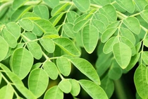 Loại rau bình dân được ví như ‘tổ yến thực vật’, giàu canxi gấp 4 lần sữa