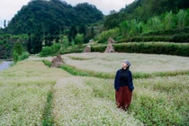Tam giác mạch bung nở, Tuyên Quang trở thành điểm check-in hút khách
