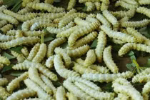 Thách thức lòng can đảm với 3 món đặc sản "động đậy" ở Việt Nam