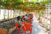 Quán cà phê giữa vườn nho trĩu quả, điểm check-in mới lạ ở TP HCM