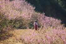 Tọa độ ngắm hoa mận, đào rừng nở rộ ở miền Bắc ngày giáp Tết