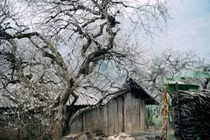 Mùa hoa mận nở, Phiêng Cành hút du khách tìm chốn tĩnh lặng