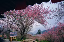 Hoa đào phủ khắp Tà Xùa, dân mê xê dịch rủ nhau lên núi