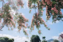 Sắc hồng muồng hoa đào rực rỡ trên quốc lộ 20 Lâm Đồng