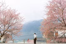 Sắc mai anh đào nhuộm hồng vùng cao Tuyên Quang, hút khách check-in