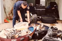 Hải quan liên tiếp phát hiện, bắt giữ hơn 1,8tấn thực phẩm đông lạnh nhập lậu