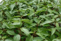 Với mức giá thấp và nguồn cung dồi dào, rau đay lâu nay chủ yếu phục vụ tiêu dùng nội địa, chưa được chú trọng phát triển thành sản phẩm hàng hóa có giá trị cao. Ảnh TPDX