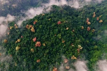 Cuối năm về Phong Nha – Kẻ Bàng ngắm rừng Trường Nhãn đổi màu