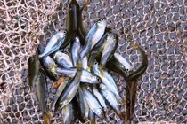 Từng là món ăn nhà nghèo, loài cá bé bằng đầu đũa nay giá có 400.000 đồng/kg