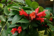 Loài cây treo đỏ rực như thỏi son khiến dân căn hộ mê mẩn săn tìm