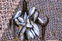 Từng là món ăn nhà nghèo, loài cá bé bằng đầu đũa nay giá có 400.000 đồng/kg