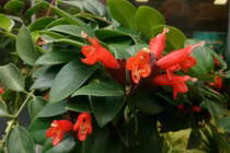 Loài cây treo đỏ rực như thỏi son khiến dân căn hộ mê mẩn săn tìm