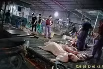 Thịt lợn bệnh tiềm ẩn nhiều vi khuẩn, ký sinh trùng nguy hiểm