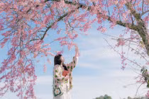 Đà Lạt ra mắt bản đồ số mai anh đào, du khách săn hoa theo thời gian thực