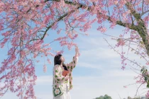 Đà Lạt ra mắt bản đồ số mai anh đào, du khách săn hoa theo thời gian thực