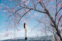 Để có trải nghiệm ngắm mai anh đào trọn vẹn, du khách nên lựa chọn khung giờ sáng sớm, từ khoảng 6h đến 9h, khi ánh sáng dịu và hoa giữ được sắc hồng tự nhiên nhất. Trang phục sáng màu, đơn giản giúp tổng thể bức ảnh hài hòa với phông nền hoa. Ngoài ra, việc theo dõi thông tin từ các hội nhóm du lịch Đà Lạt cũng giúp du khách chủ động cập nhật những khu vực hoa đang vào độ nở đẹp. Ảnh Đồng Ngô