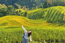 Trốn khỏi đông đúc, đến Séo Chong Hô thưởng lúa chín Tây Bắc