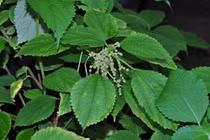 Từng mọc dại ven đường, lá gai nay thành 'vàng xanh', giá 270.000 đồng/kg