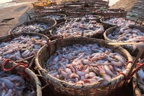 Thủy sản Việt thu 1,7 tỷ USD đầu 2026, tăng trưởng hơn 20%